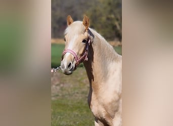 Deutsches Reitpony, Stute, 2 Jahre, 146 cm, Palomino