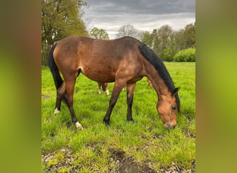 Deutsches Reitpony, Stute, 2 Jahre, 147 cm, Brauner