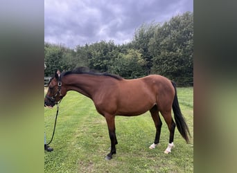 Deutsches Reitpony, Stute, 2 Jahre, 147 cm, Brauner