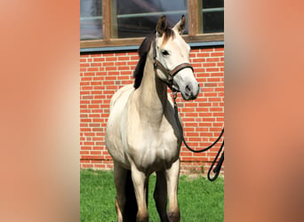 Deutsches Reitpony, Stute, 2 Jahre, 147 cm, Buckskin