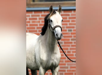 Deutsches Reitpony, Stute, 2 Jahre, 147 cm, Buckskin