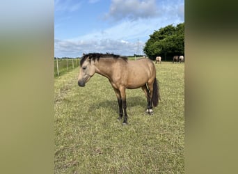 Deutsches Reitpony, Stute, 2 Jahre, 147 cm, Buckskin