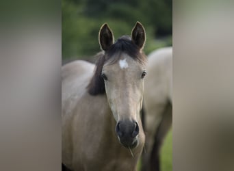 Deutsches Reitpony, Stute, 2 Jahre, 147 cm, Buckskin