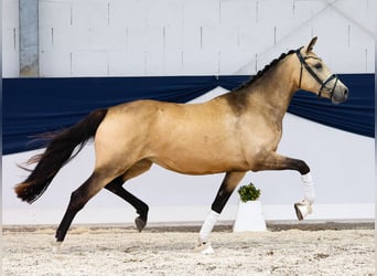 Deutsches Reitpony, Stute, 2 Jahre, 147 cm, Falbe