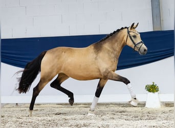 Deutsches Reitpony, Stute, 2 Jahre, 147 cm, Falbe