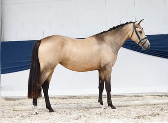 Deutsches Reitpony, Stute, 2 Jahre, 147 cm, Falbe