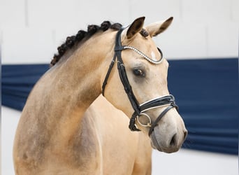 Deutsches Reitpony, Stute, 2 Jahre, 147 cm, Falbe