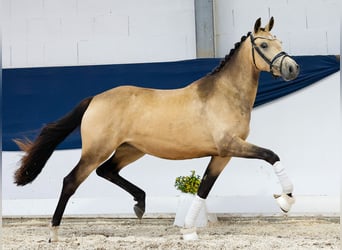 Deutsches Reitpony, Stute, 2 Jahre, 147 cm, Falbe
