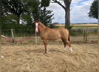 Deutsches Reitpony, Stute, 2 Jahre, 147 cm, Falbe