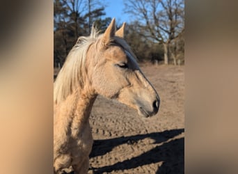 Deutsches Reitpony, Stute, 2 Jahre, 147 cm, Palomino