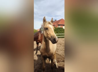 Deutsches Reitpony, Stute, 2 Jahre, 147 cm, Palomino