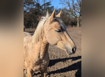 Deutsches Reitpony, Stute, 2 Jahre, 147 cm, Palomino