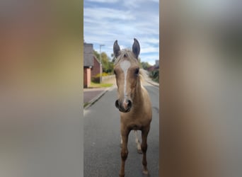 Deutsches Reitpony, Stute, 2 Jahre, 147 cm, Palomino