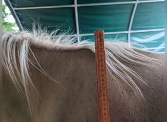 Deutsches Reitpony, Stute, 2 Jahre, 147 cm, Palomino