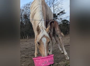 Deutsches Reitpony, Stute, 2 Jahre, 147 cm, Palomino