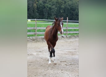 Deutsches Reitpony Mix, Stute, 2 Jahre, 148 cm, Brauner