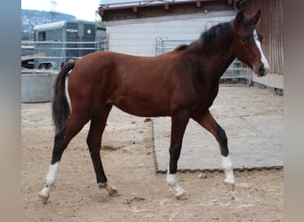 Deutsches Reitpony Mix, Stute, 2 Jahre, 148 cm, Brauner