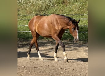 Deutsches Reitpony Mix, Stute, 2 Jahre, 148 cm, Brauner