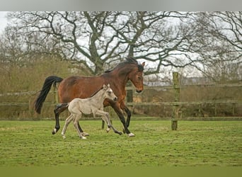 Deutsches Reitpony, Stute, 2 Jahre, 148 cm, Buckskin