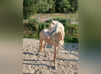 Deutsches Reitpony, Stute, 2 Jahre, 148 cm, Cremello