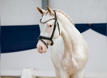 Deutsches Reitpony, Stute, 2 Jahre, 148 cm, Fuchs