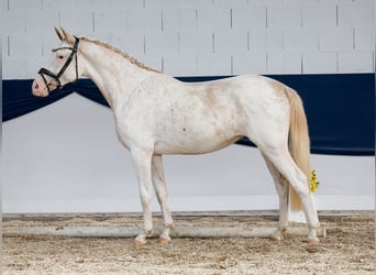 Deutsches Reitpony, Stute, 2 Jahre, 148 cm, Fuchs