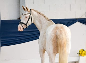 Deutsches Reitpony, Stute, 2 Jahre, 148 cm, Fuchs