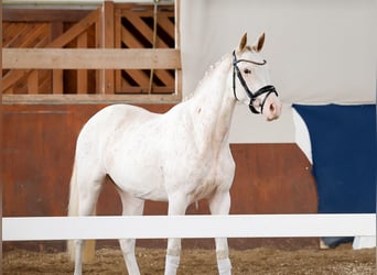 Deutsches Reitpony, Stute, 2 Jahre, 148 cm, Fuchs