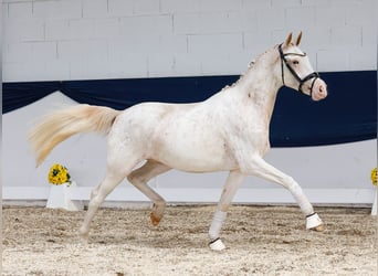 Deutsches Reitpony, Stute, 2 Jahre, 148 cm, Fuchs
