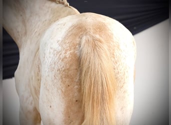 Deutsches Reitpony, Stute, 2 Jahre, 148 cm, Fuchs