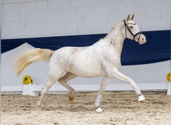 Deutsches Reitpony, Stute, 2 Jahre, 148 cm, Fuchs
