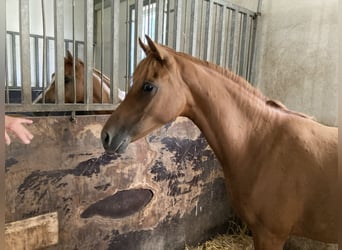 Deutsches Reitpony, Stute, 2 Jahre, 148 cm, Fuchs