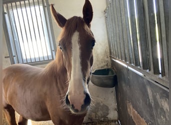 Deutsches Reitpony, Stute, 2 Jahre, 148 cm, Fuchs