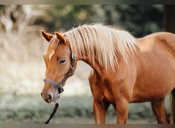 Deutsches Reitpony, Stute, 2 Jahre, 148 cm, Fuchs