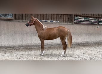 Deutsches Reitpony, Stute, 2 Jahre, 148 cm, Fuchs