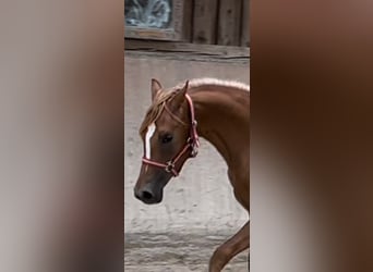 Deutsches Reitpony, Stute, 2 Jahre, 148 cm, Fuchs
