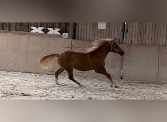Deutsches Reitpony, Stute, 2 Jahre, 148 cm, Fuchs