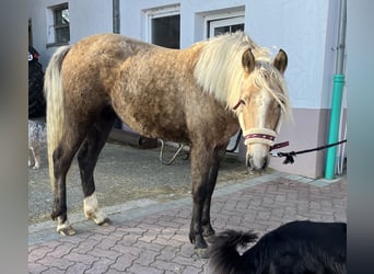 Deutsches Reitpony, Stute, 2 Jahre, 148 cm, Palomino