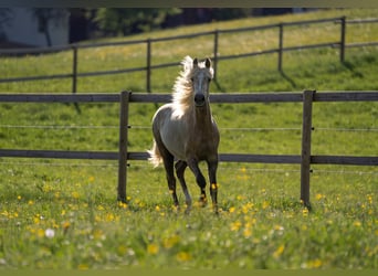 Deutsches Reitpony, Stute, 2 Jahre, 148 cm, Palomino