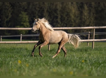 Deutsches Reitpony, Stute, 2 Jahre, 148 cm, Palomino