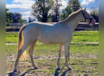 Deutsches Reitpony, Stute, 2 Jahre, 148 cm, Perlino