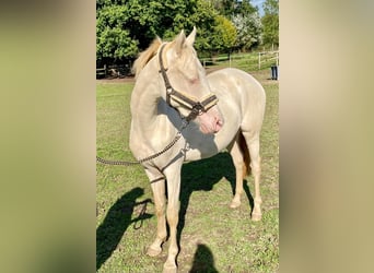 Deutsches Reitpony, Stute, 2 Jahre, 148 cm, Perlino