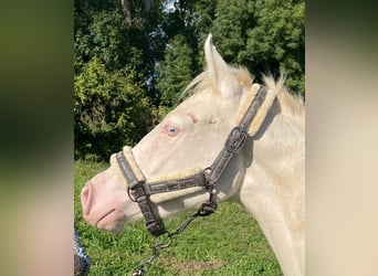 Deutsches Reitpony, Stute, 2 Jahre, 148 cm, Perlino