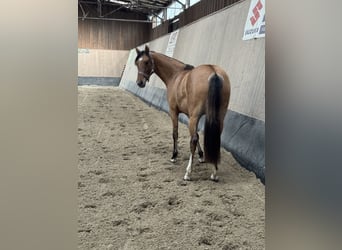 Deutsches Reitpony, Stute, 2 Jahre, 152 cm, Buckskin