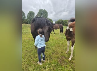 Deutsches Reitpony Mix, Stute, 2 Jahre, 158 cm, Schwarzbrauner