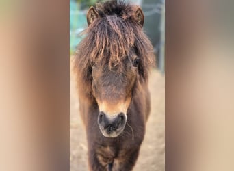 Deutsches Reitpony, Stute, 2 Jahre, 95 cm, Brauner