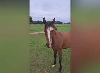 Deutsches Reitpony, Stute, 2 Jahre, Brauner