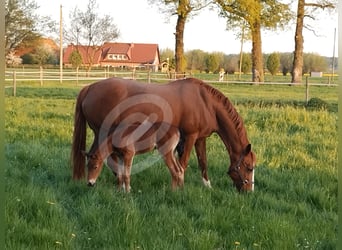 Deutsches Reitpony, Stute, 2 Jahre, Brauner