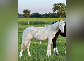 Deutsches Reitpony, Stute, 2 Jahre, Cremello