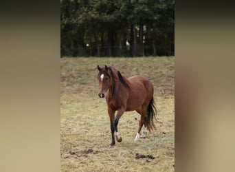 Deutsches Reitpony, Stute, 2 Jahre